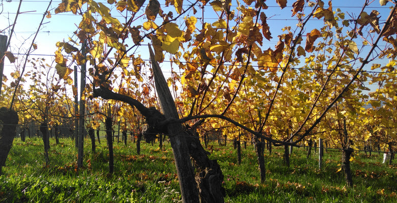 Herzlich Willkommen zum WEINNATUR BLOG