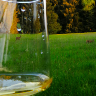 Orange Wein aus Slowenien ist eine unserer Spezialitäten im Weinnatur Online-Shop. Weißweine maischevergoren, ohne Zugabe von Schwefel, unfiltriert. Bioweine der Extraklasse.